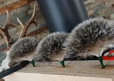 Wildbartgallerie